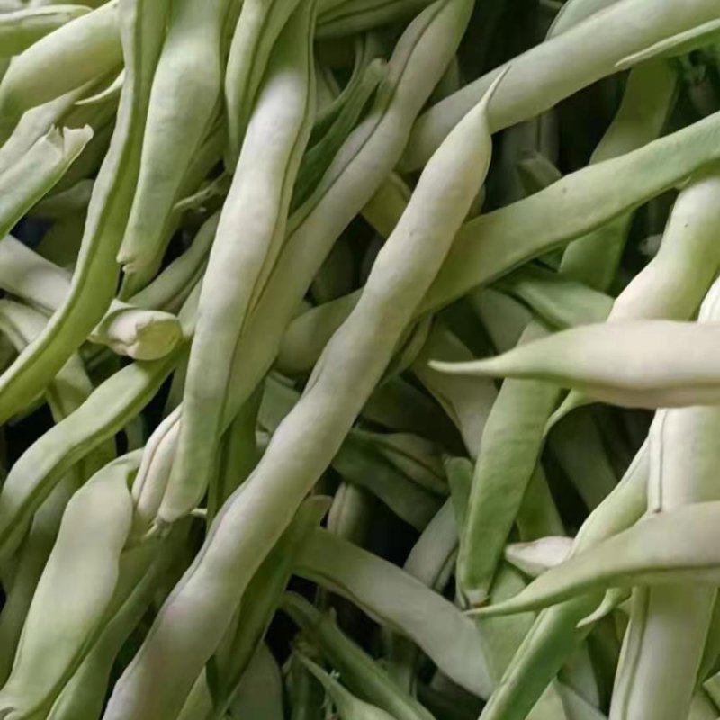 精品白不老芸豆，九粒芸豆质量好种植基地，全国发货量大价优