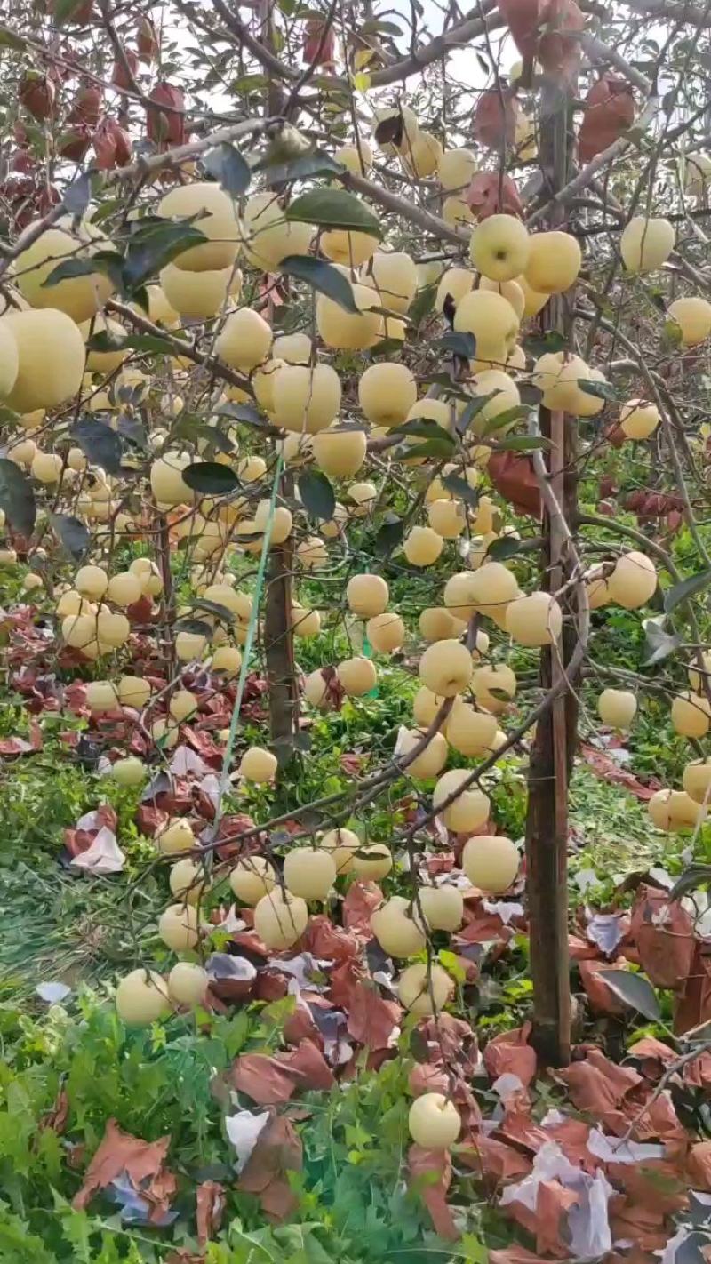 鲁丽苹果苗-鲁丽苹果树苗-矮化鲁丽苹果苗-新品种苹果接穗