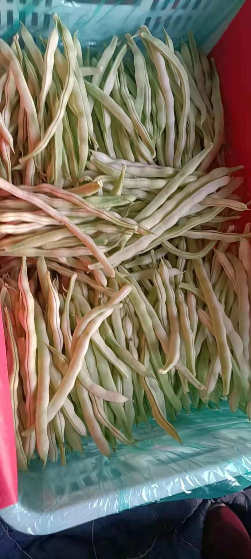 精品白不老芸豆，九粒芸豆质量好种植基地，全国发货量大价优