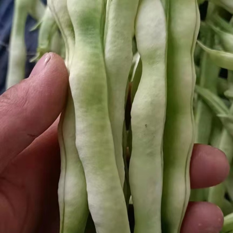 精品白不老芸豆，九粒芸豆质量好种植基地，全国发货量大价优