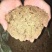 精品油菜枯长期供货每天可以出200吨成都出货