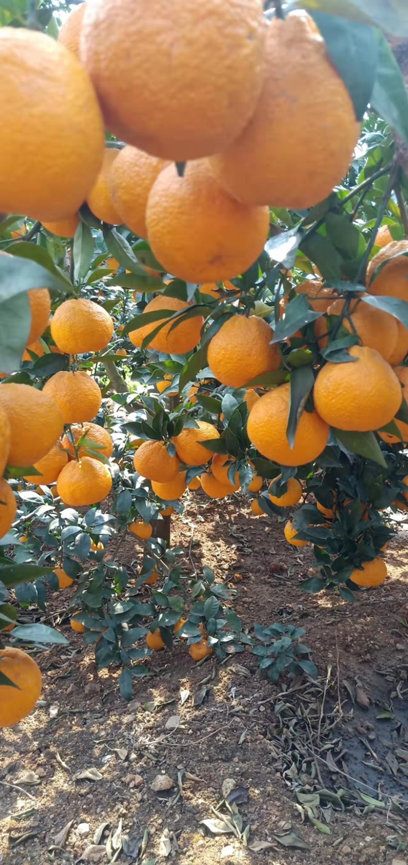 黄果柑