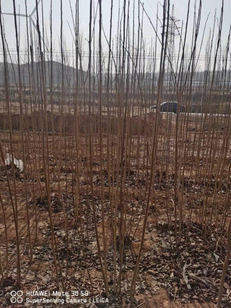 【放心苗】杜仲苗一公分起步规格齐全产地直发价格便宜