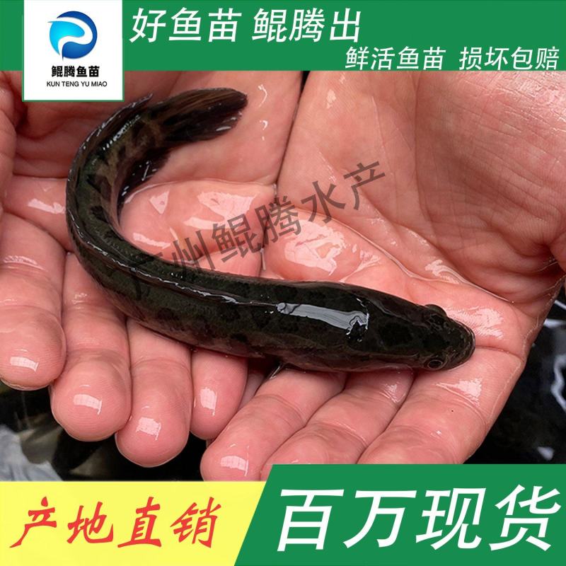 黑鱼苗鲲腾鱼苗好鱼苗鲲腾出产地直销百万现货