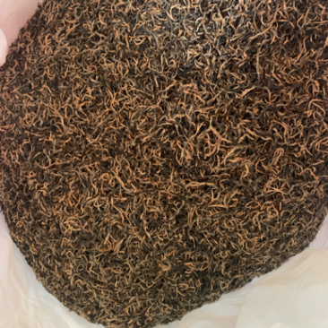 英德英红九号