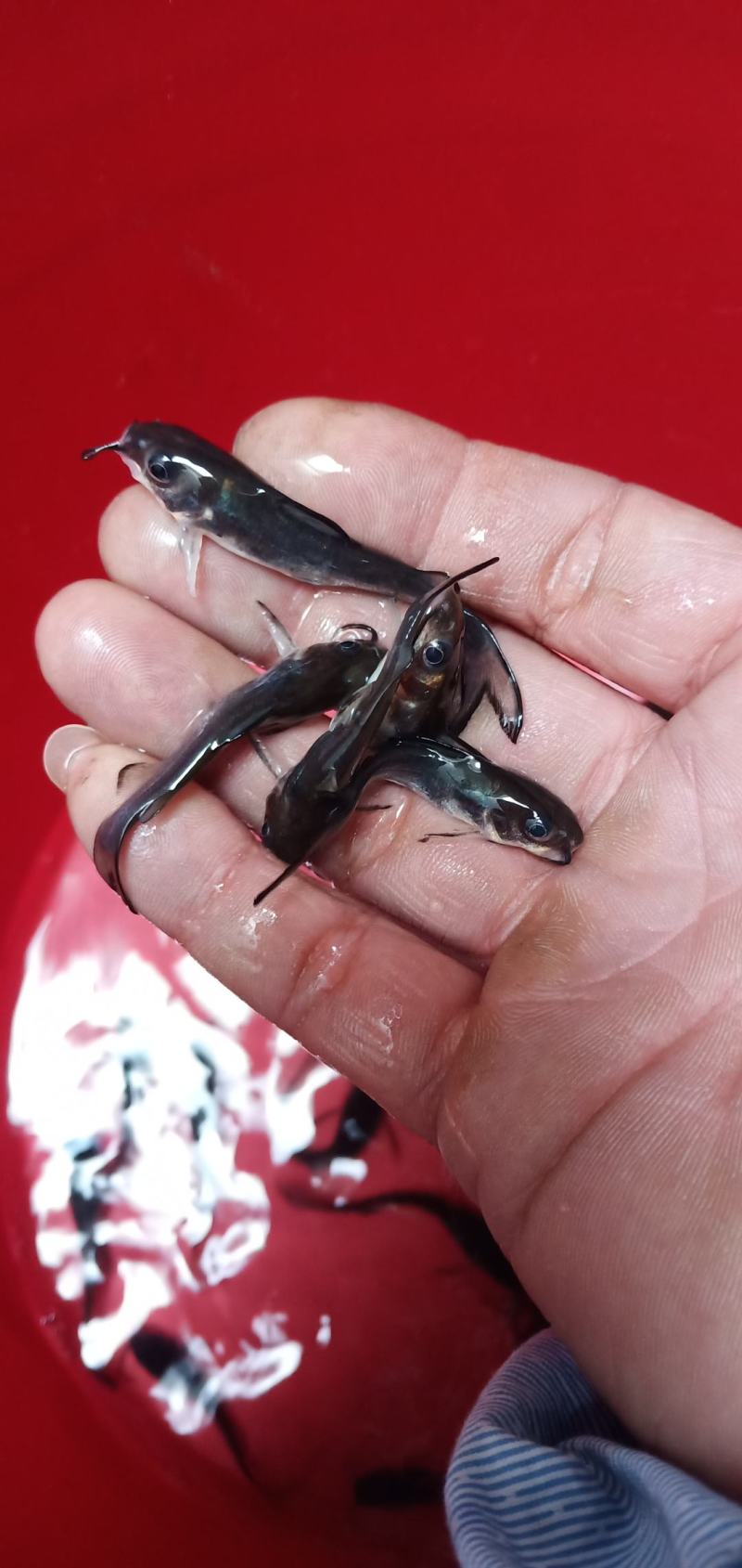 场地直销，大量供应叉尾鱼苗，有需要的请联系……