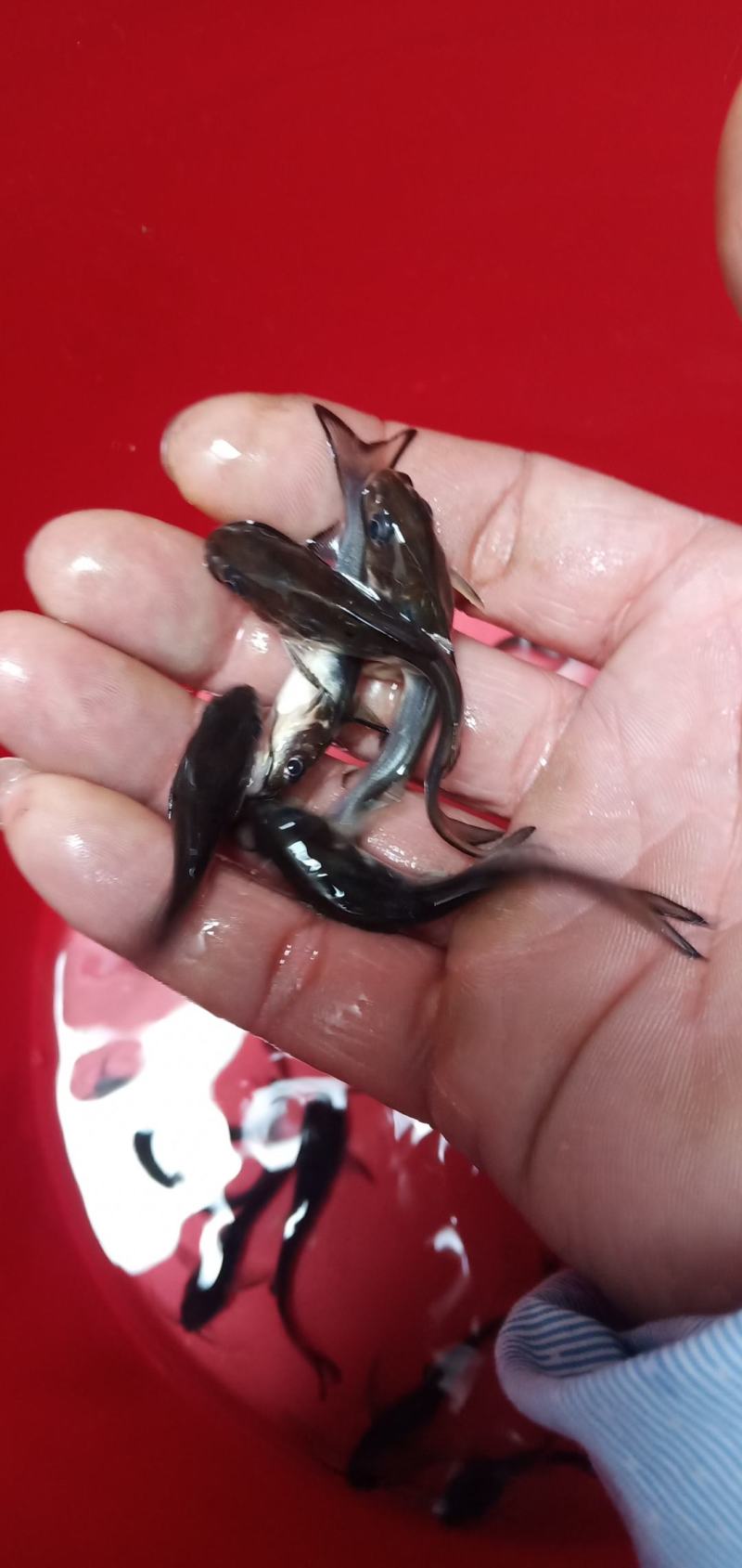 场地直销，大量供应叉尾鱼苗，有需要的请联系……