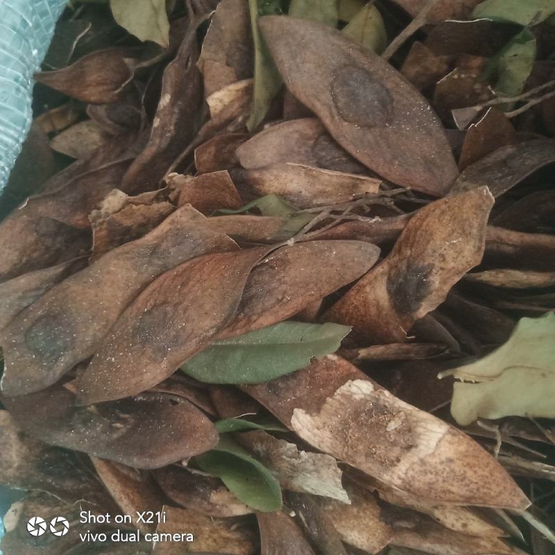 海南黄花梨种子绿化造林经济林木种子