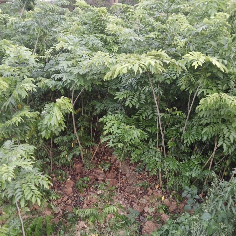 海南黄花梨种子绿化造林经济林木种子