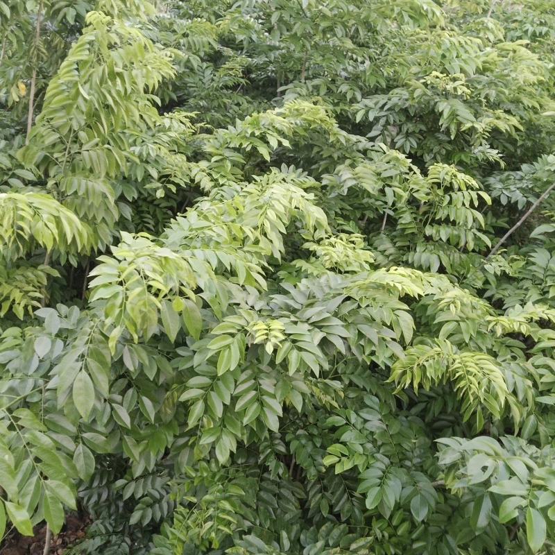 海南黄花梨种子绿化造林经济林木种子