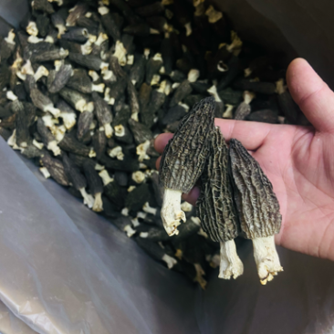 2022羊肚菌新货价格下降质量好头茬