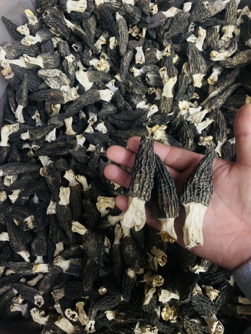 2022羊肚菌新货价格下降质量好头茬