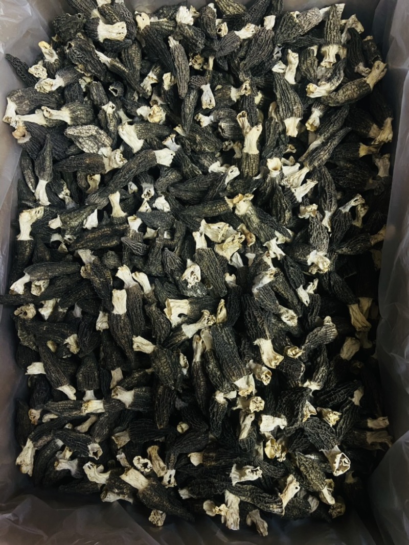 2022羊肚菌新货价格下降质量好头茬