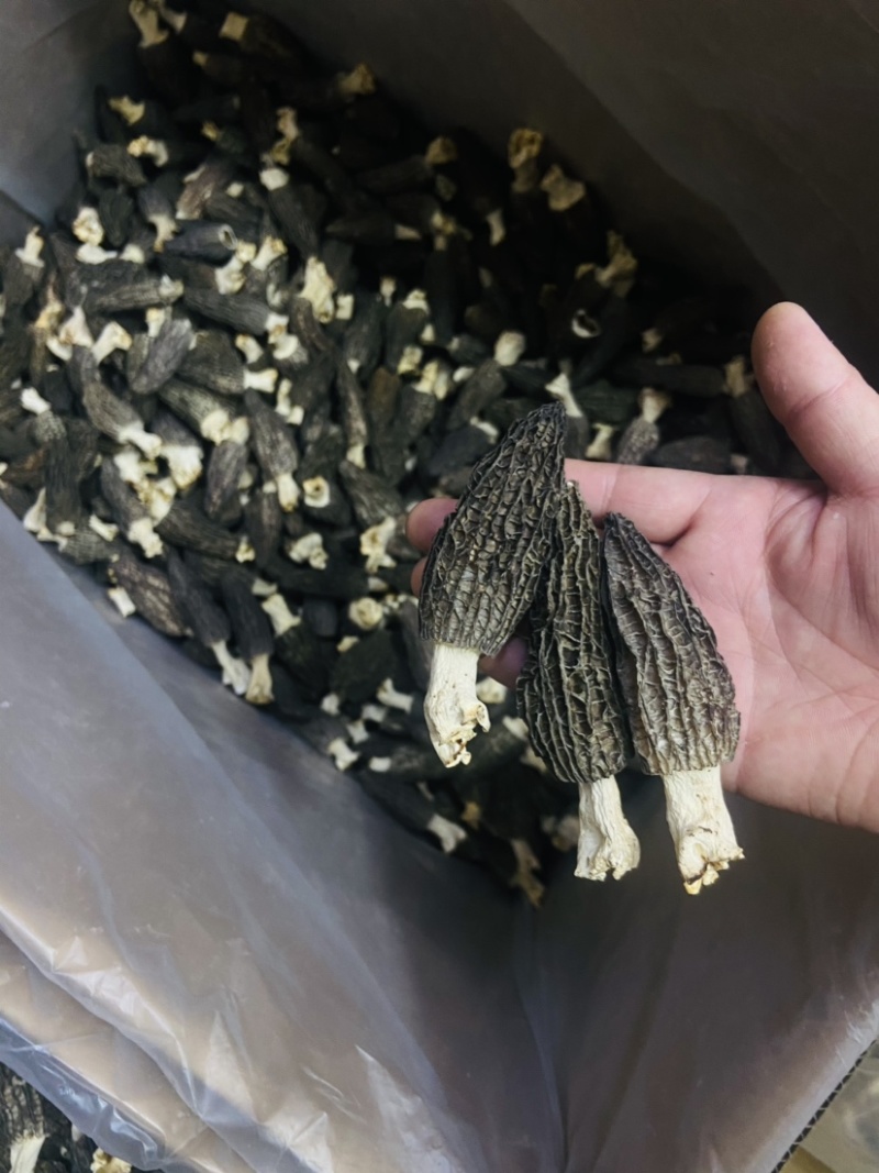 2022羊肚菌新货价格下降质量好头茬