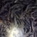 草鱼苗，大小规格匀称，无病无伤，饲料训化，涨势好