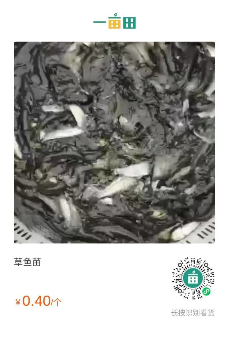 草鱼苗，基地直供，大水面培育，无病无伤，规格匀称，饲料训