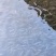 青鱼，基地直供，无病无伤，规格匀大水面培育，饲料训化