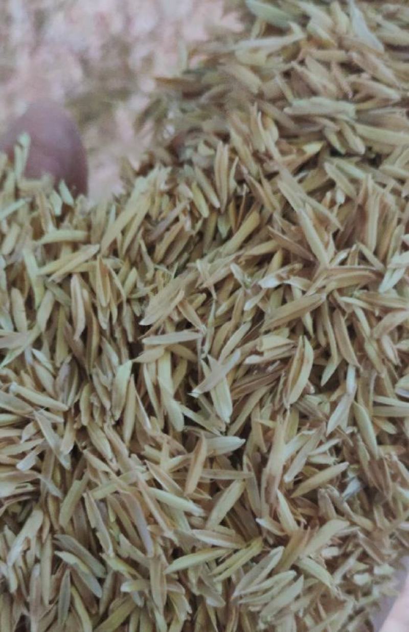 谷壳，新鲜除尘谷壳酒厂鸡鸭专用桂林市厂家直销，日产30吨