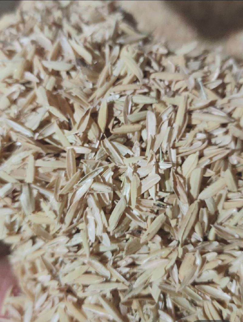 谷壳，新鲜除尘谷壳酒厂鸡鸭专用桂林市厂家直销，日产30吨