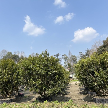 杨梅树杨梅树价格成都杨梅树批发成都苗木基地