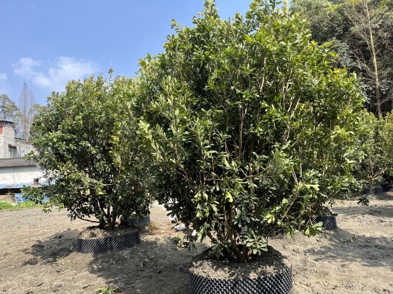 杨梅树杨梅树价格成都杨梅树批发成都苗木基地
