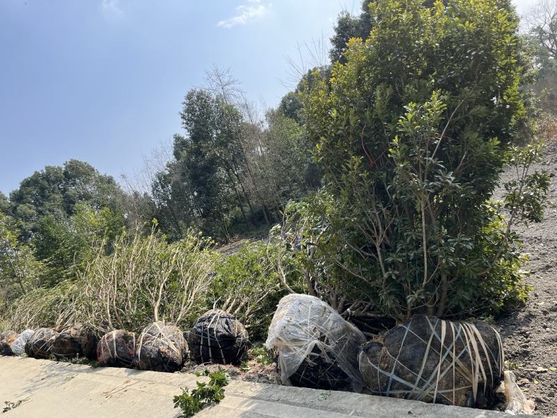杨梅树杨梅树价格成都杨梅树批发成都苗木基地