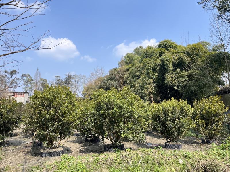 杨梅树杨梅树价格成都杨梅树批发成都苗木基地