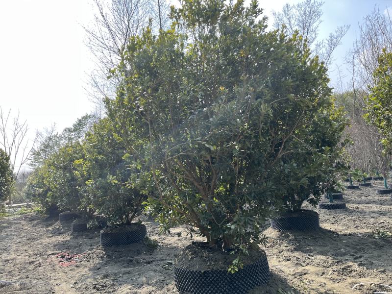 杨梅树杨梅树价格成都杨梅树批发成都苗木基地