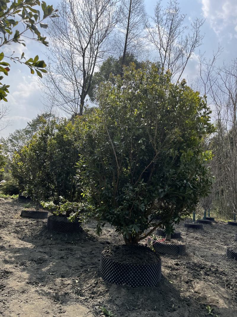 杨梅树杨梅树价格成都杨梅树批发成都苗木基地