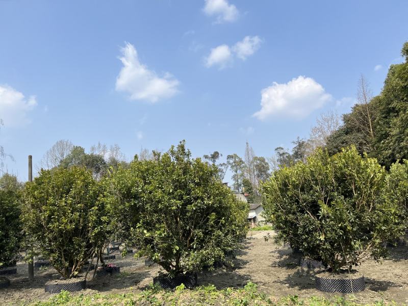 杨梅树杨梅树价格成都杨梅树批发成都苗木基地