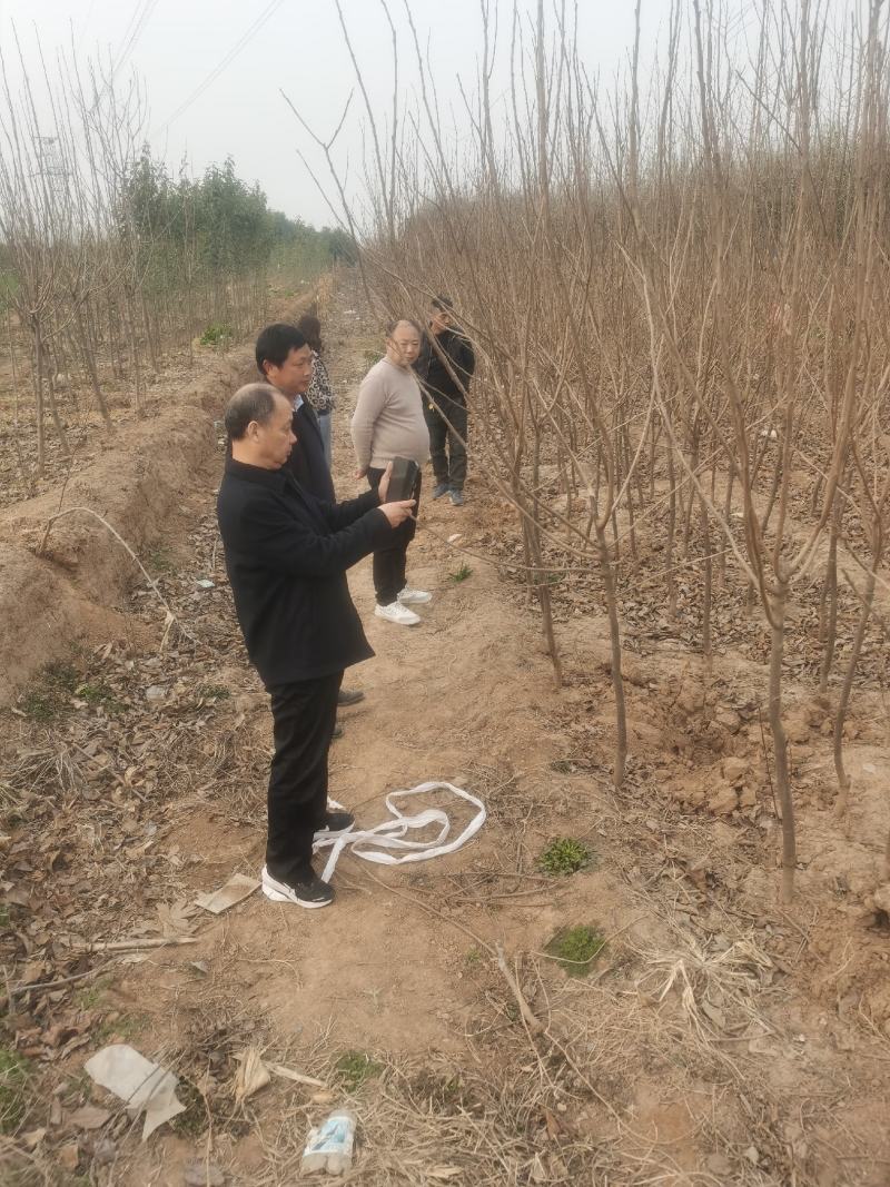 柿子树，大量供应，产地直销，品种齐全，规格齐全