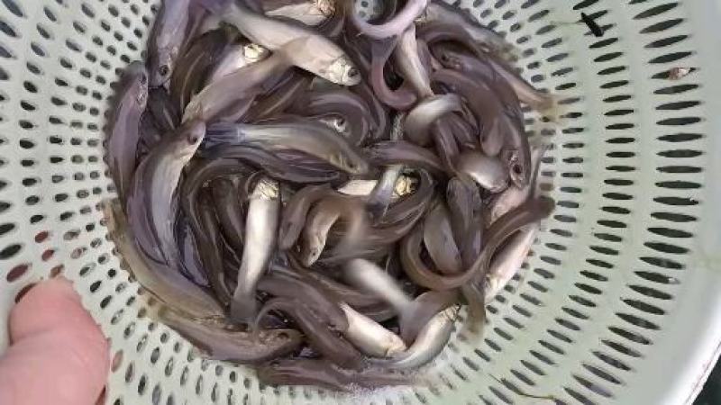 丁贵鱼苗，无病无伤，大水面培育，饲料训化