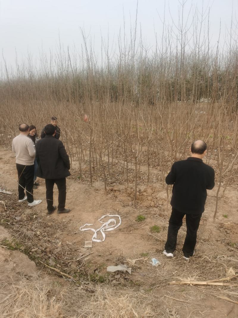 柿子树，大量供应，产地直销，品种齐全，规格齐全