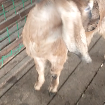 努比亚精品种公羊