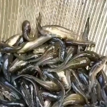 大口鲢，基地直供，规格匀称，大水面培育，饲料训化，无病无
