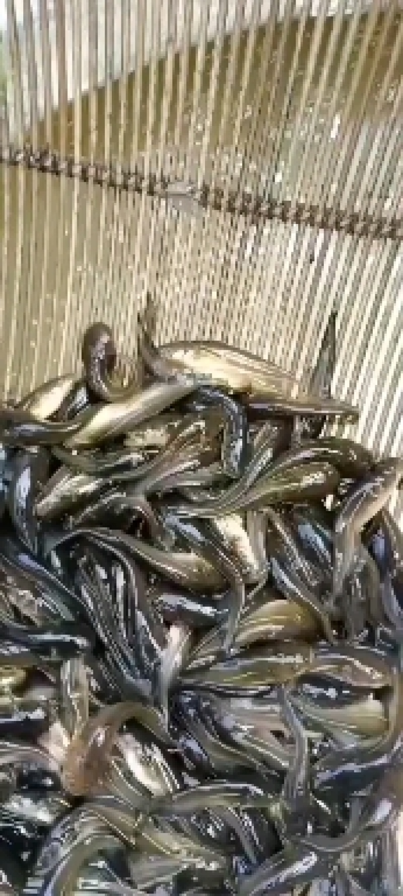 大口鲢，基地直供，规格匀称，大水面培育，饲料训化，无病无