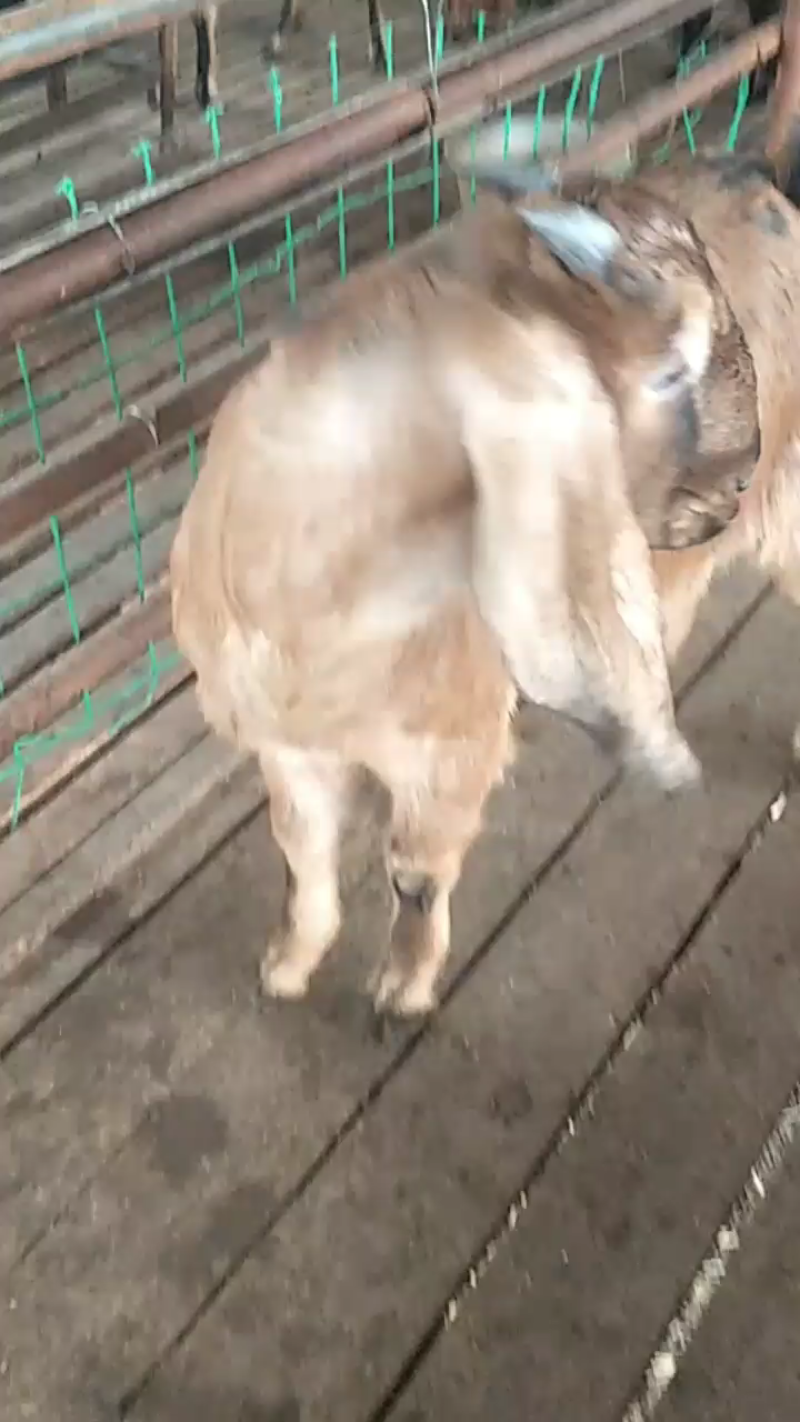 努比亚种公羊