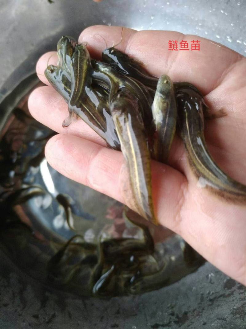 大口鲢，基地直供，规格匀称，大水面培育，饲料训化，无病无