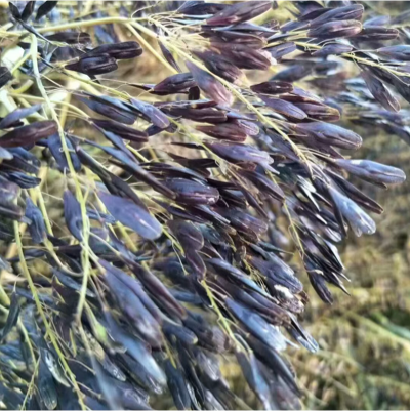 板蓝根种子板蓝根基地一手货源新板蓝根籽