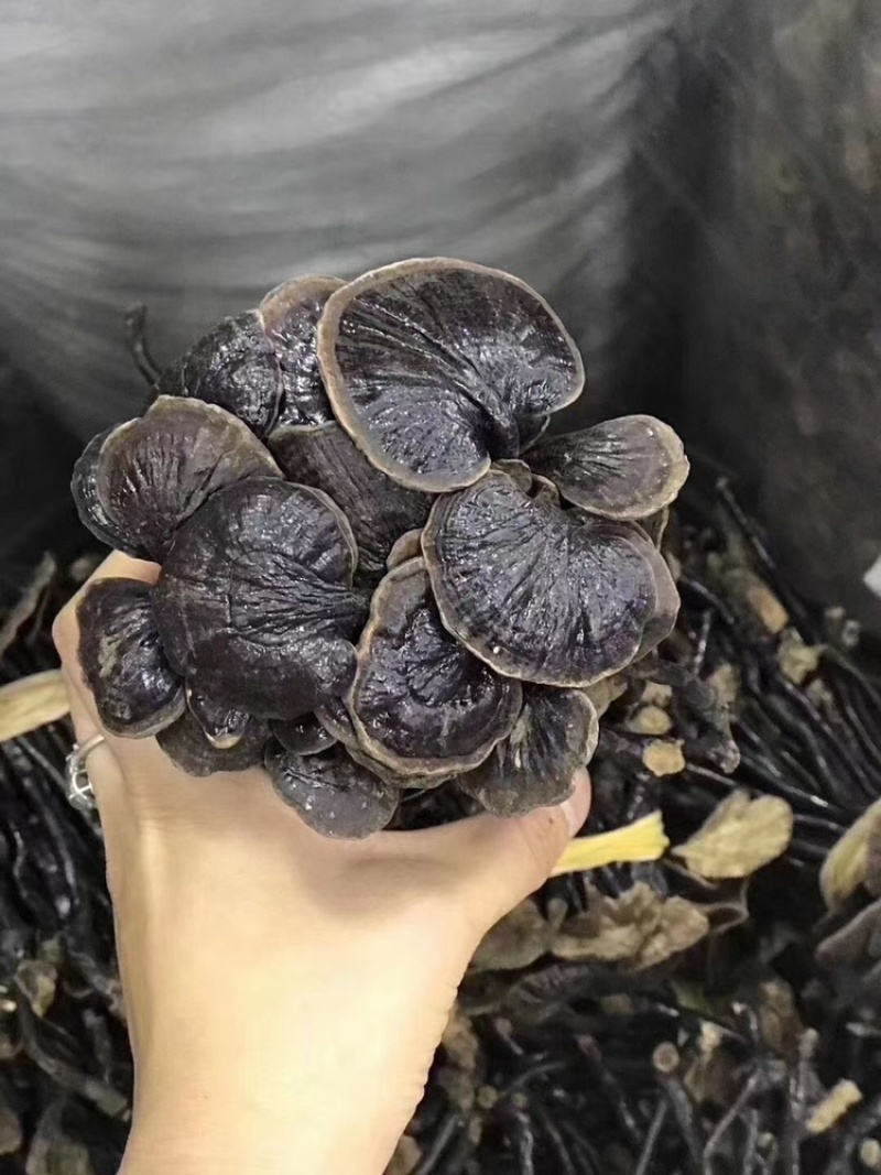 竹灵芝精选野生深山竹灵芝正品产地直供味道香