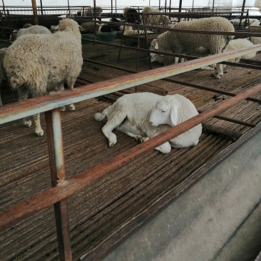 活羊肉羊品种肉羊价格活羊多少钱一只山东肉羊养殖场