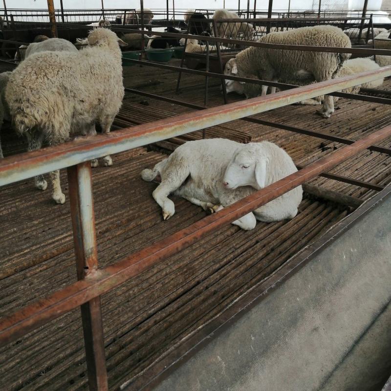 活羊肉羊品种肉羊价格活羊多少钱一只山东肉羊养殖场
