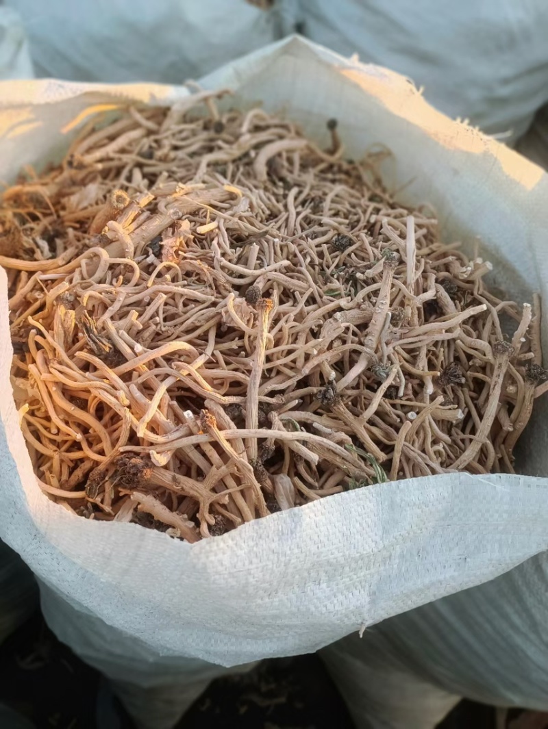 板蓝根种子板蓝根基地一手货源新板蓝根籽