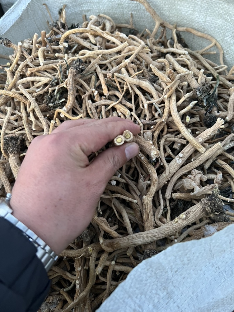 板蓝根种子板蓝根基地一手货源新板蓝根籽