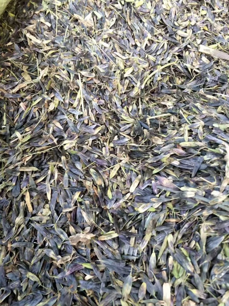 板蓝根种子板蓝根基地一手货源新板蓝根籽