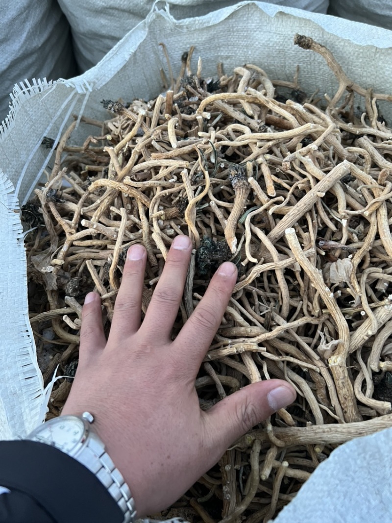 板蓝根种子板蓝根基地一手货源新板蓝根籽