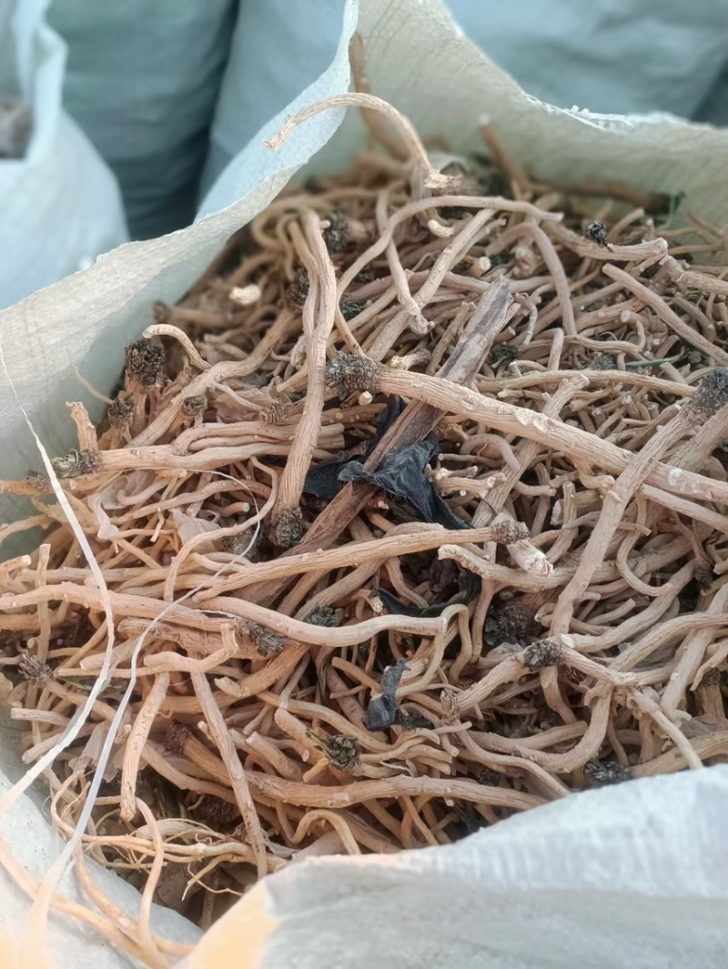 板蓝根种子板蓝根基地一手货源新板蓝根籽