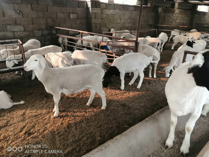 活羊肉羊品种肉羊价格活羊多少钱一只山东肉羊养殖场