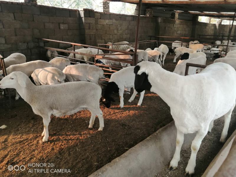 活羊肉羊品种肉羊价格活羊多少钱一只山东肉羊养殖场