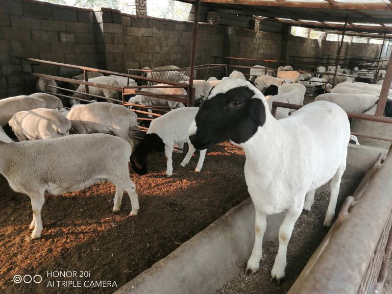 活羊肉羊品种肉羊价格活羊多少钱一只山东肉羊养殖场